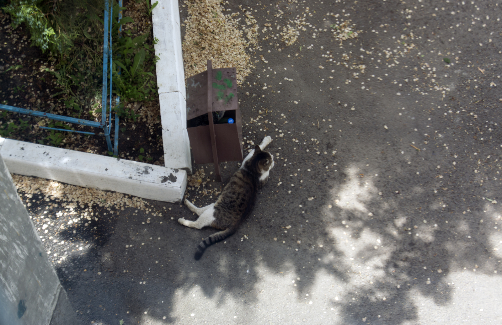 From the life of a yard cat mafia - My, Courtyard, cat, Catomafia, Pairing, Advisers, Redheads, Усы