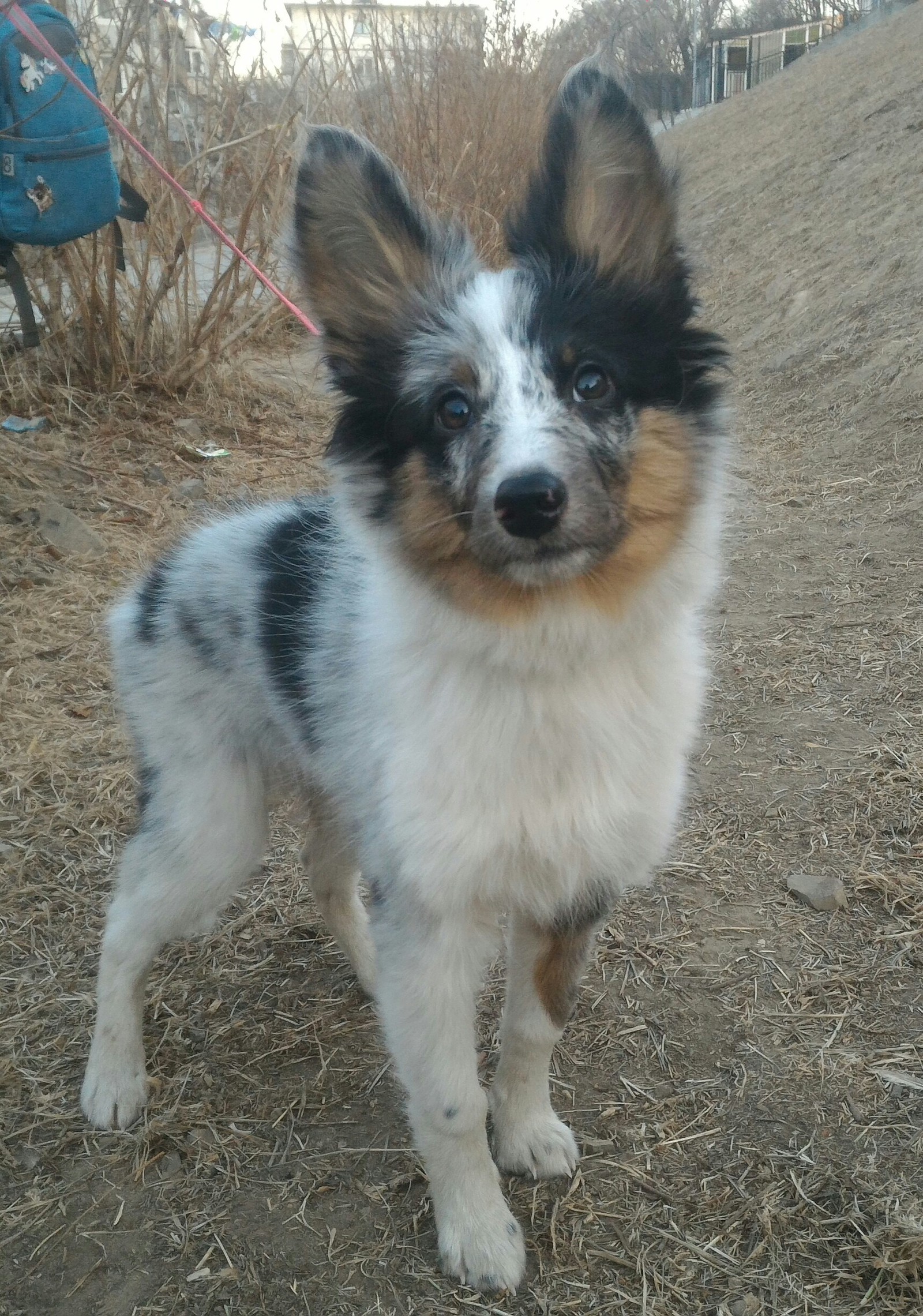 A little daily happiness. - My, Dog, Border Collie, Walk, Milota, Longpost