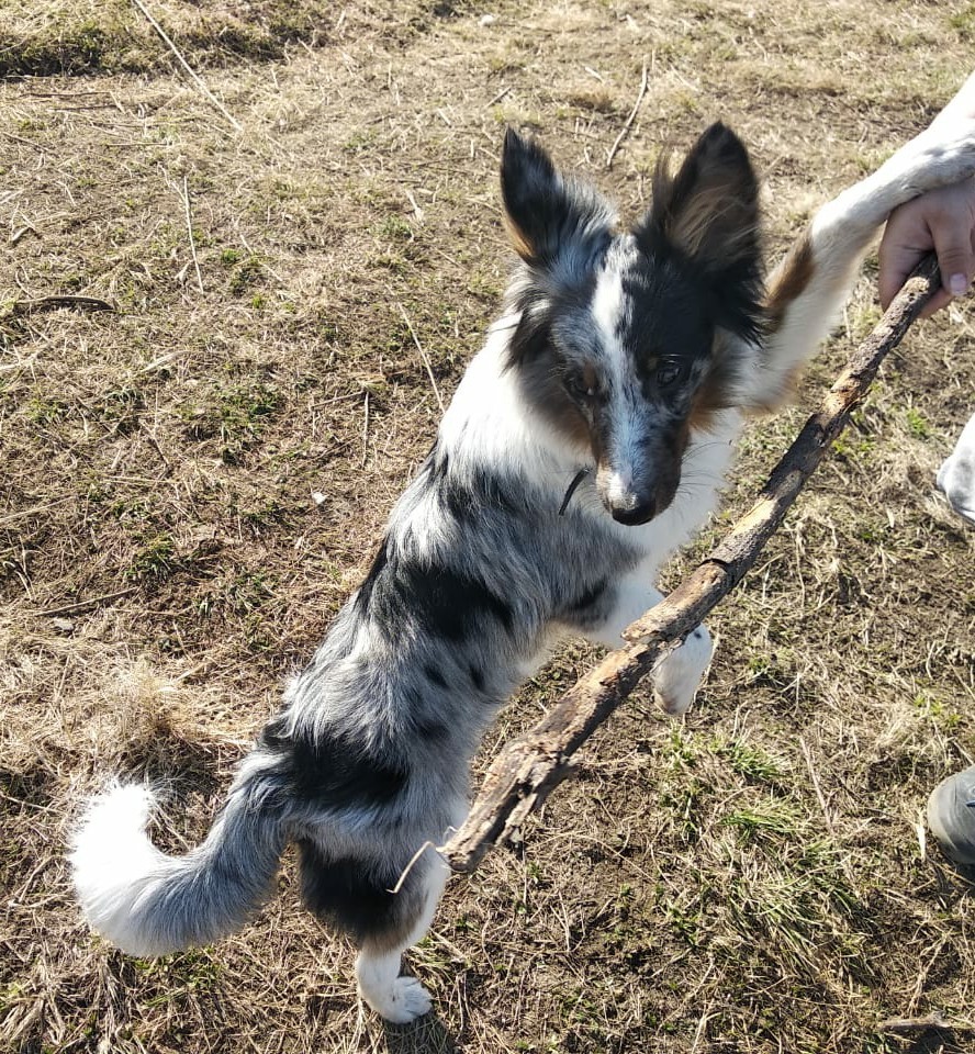 A little daily happiness. - My, Dog, Border Collie, Walk, Milota, Longpost