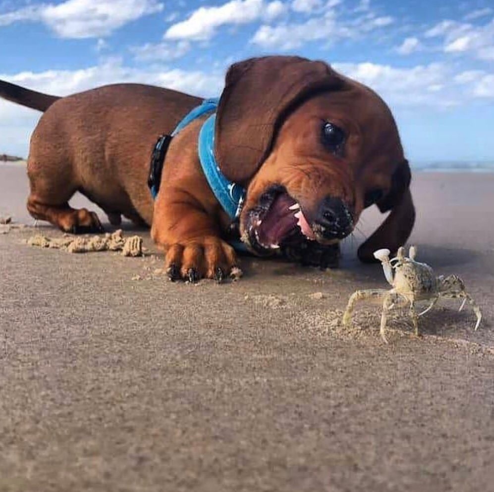 Epic battle - Dog, Crab, The photo, Dachshund