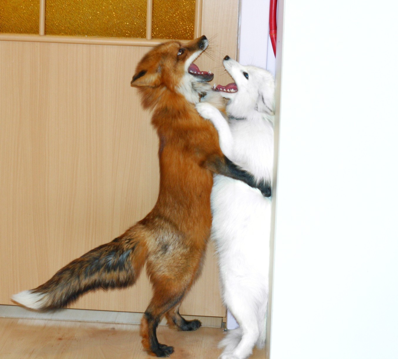 Shall we dance? - Animals, Fox, Domestic fox