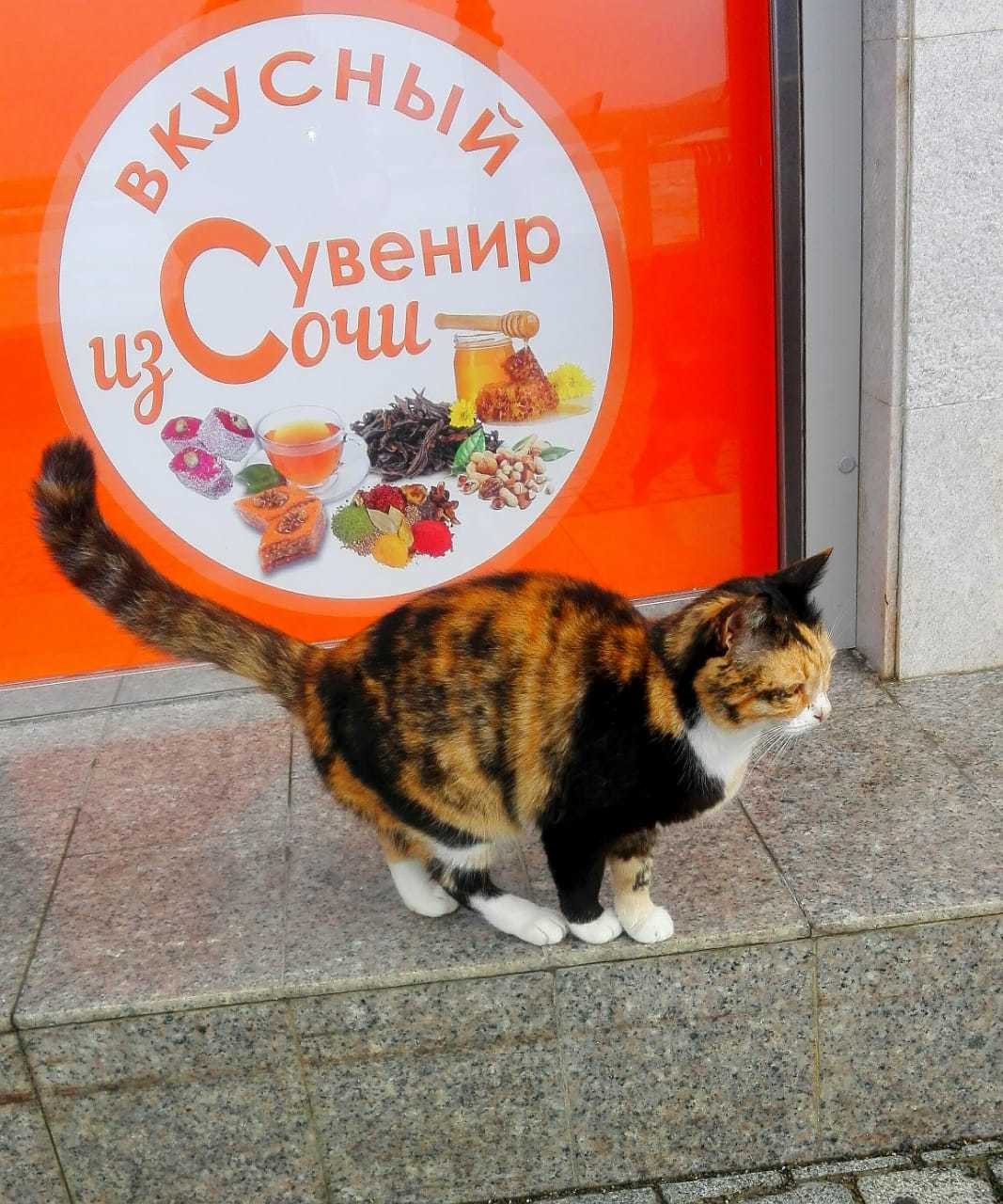 Shaurmyau - My, Humor, cat, Sochi