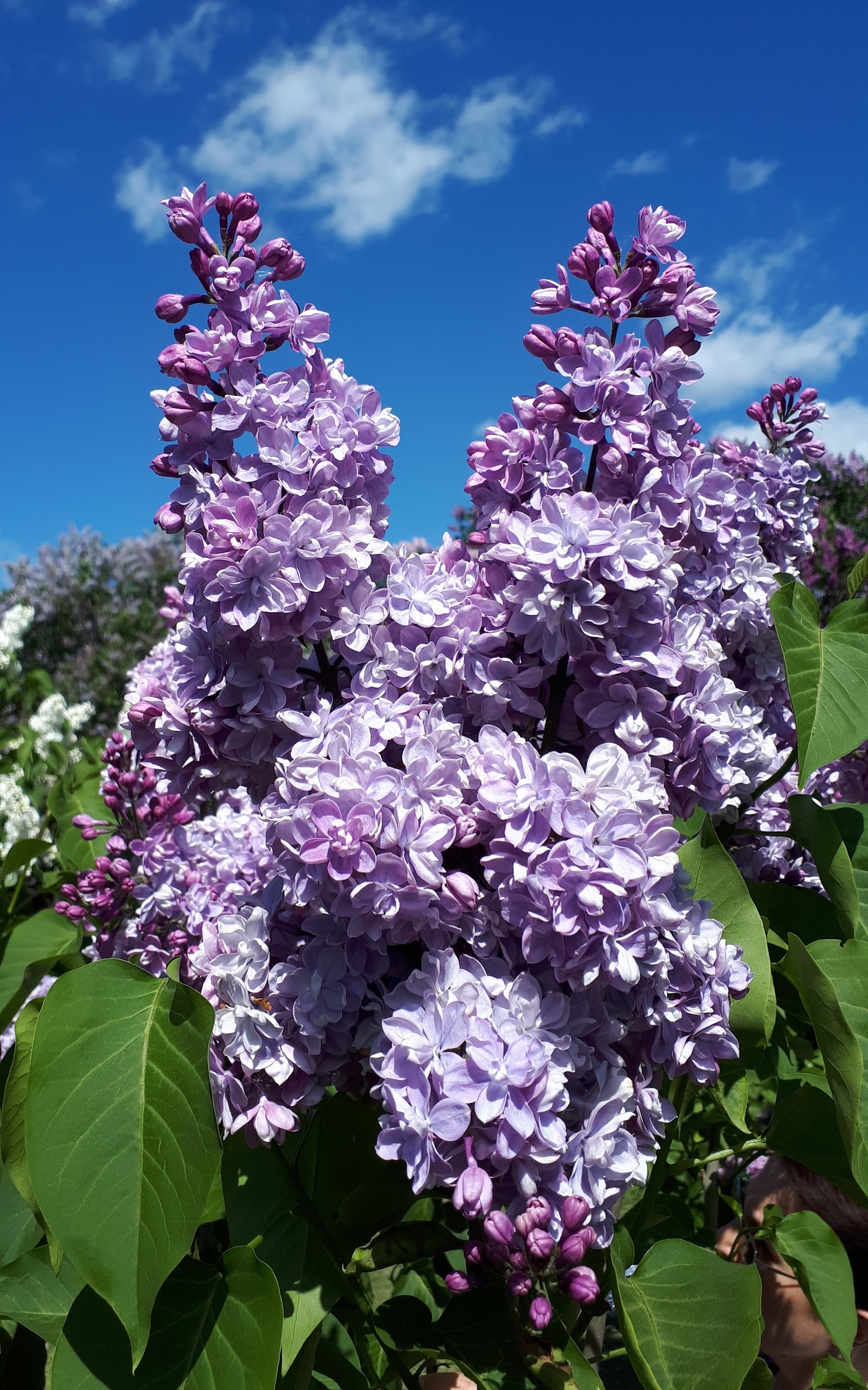 Lilac - My, Lilac, , Longpost