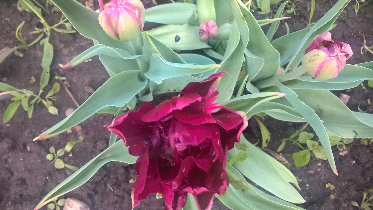 Expectation vs reality - My, Tulips, Growing, Garden, Expectation and reality, Longpost