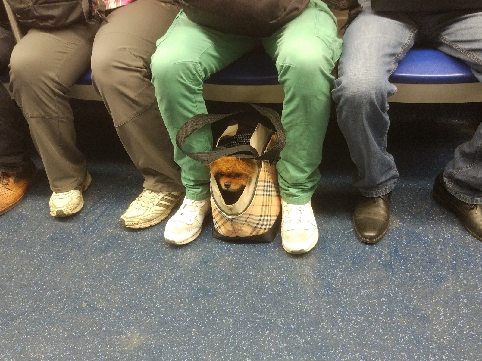 Moment of cuteness.. - My, Positive, All good, Metro, Dog