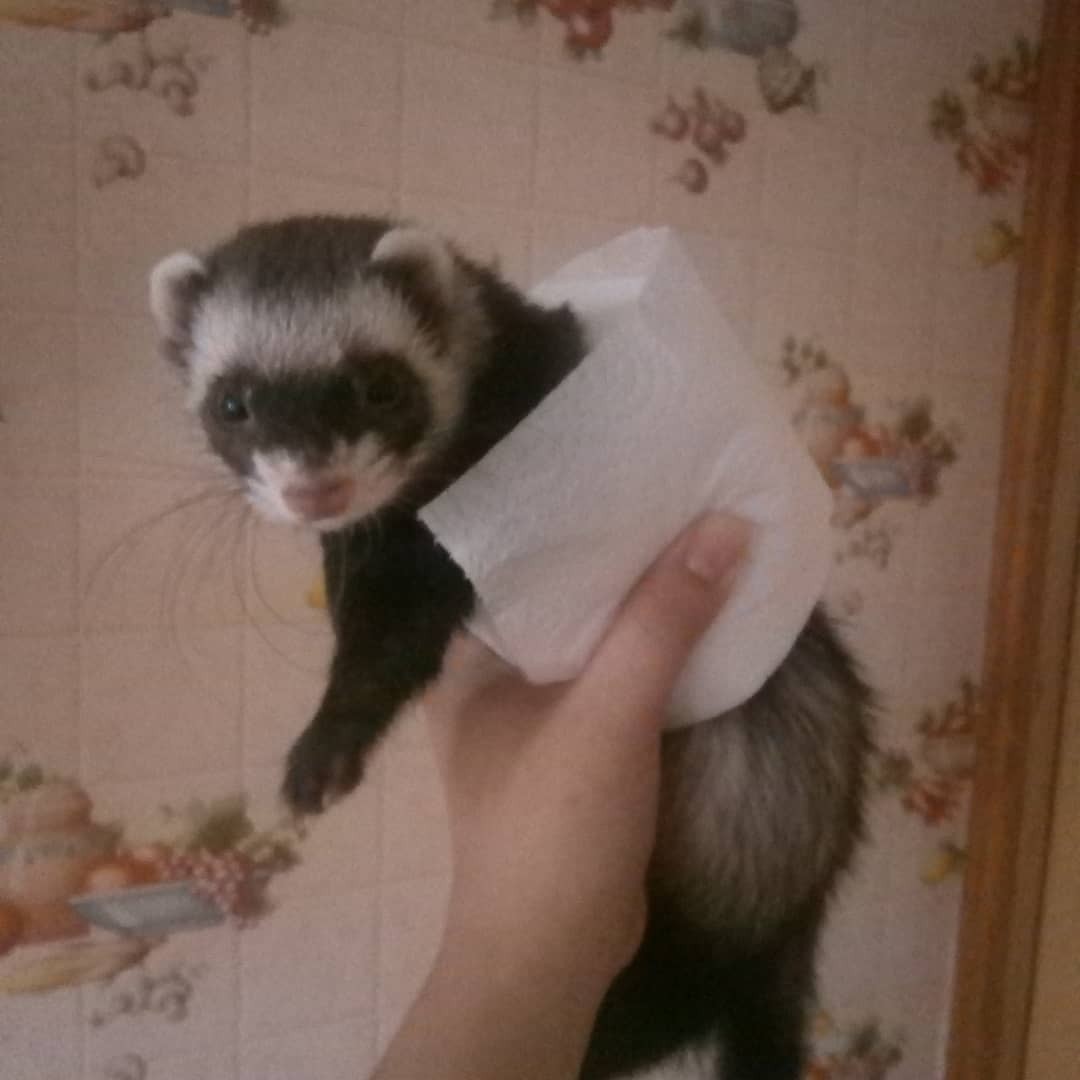 How we decided to sterilize our girl. - My, Ferret, Pets, Friend of human, Kus, Horeman, Longpost