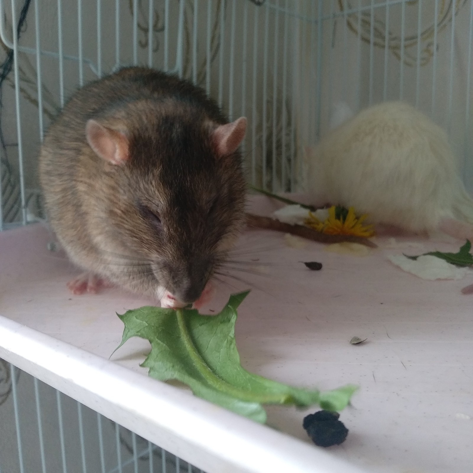 Dandelions - My, Decorative rats, Pets, Dandelion, Milota