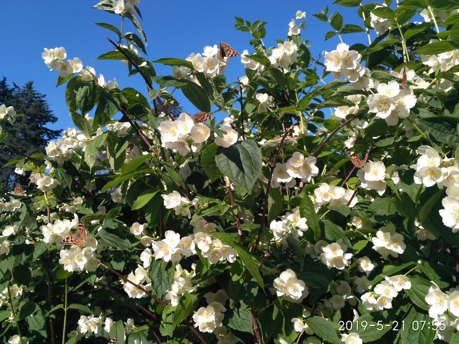 How many butterflies are in the photo? - My, Jasmine, Butterfly, Nature, Flowers