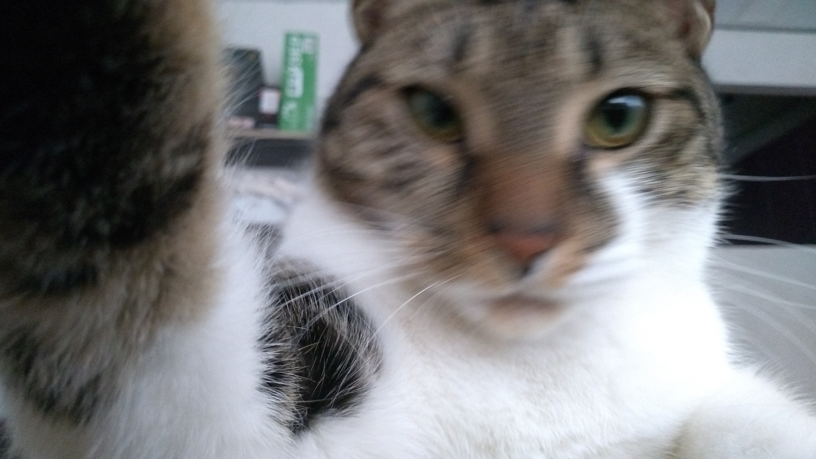 And cats have a problem choosing a good photo - My, cat, Selfie, Avatar, Difficult choice, Longpost