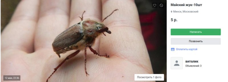 Belarusians sell Maybugs on the Internet - Republic of Belarus, Online Store, Koufar, Chafer