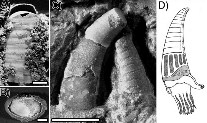 Mysterious Nectocaris - The science, Paleontology, Invertebrates, Cambrian, Cephalopods, Copy-paste, Elementy ru, Longpost