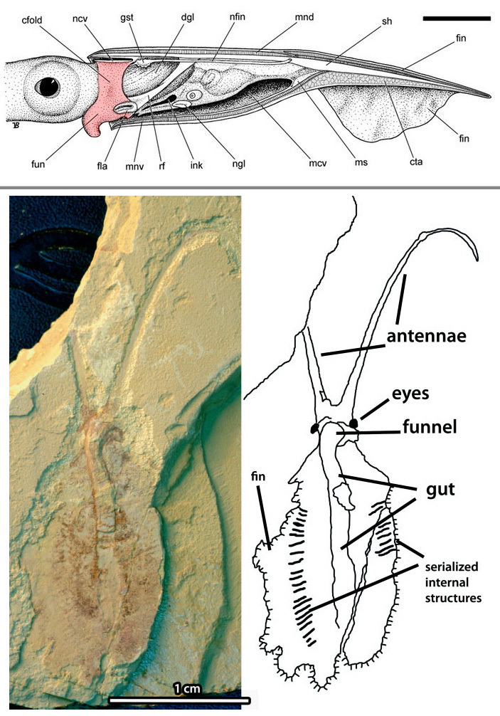 Mysterious Nectocaris - The science, Paleontology, Invertebrates, Cambrian, Cephalopods, Copy-paste, Elementy ru, Longpost