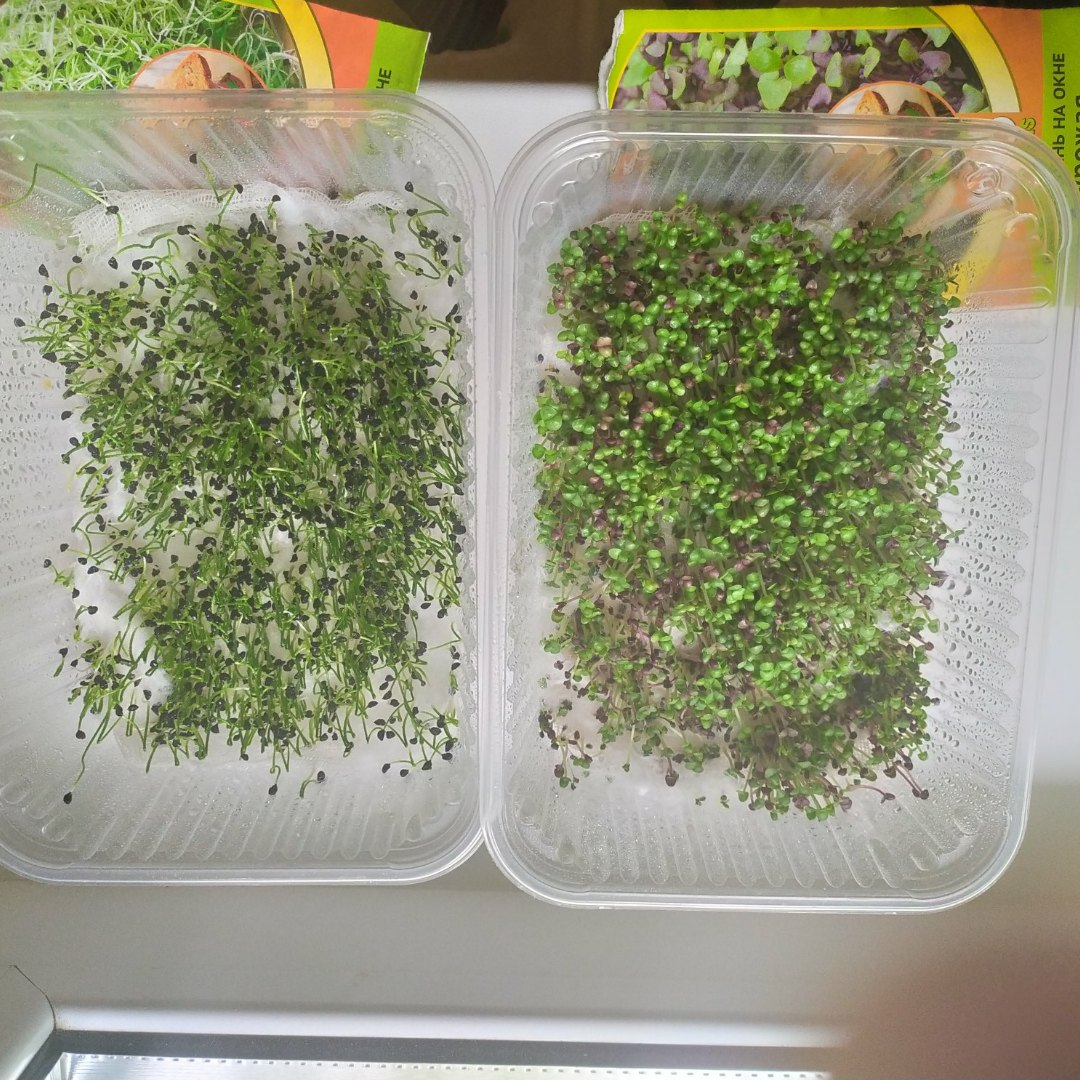 Microgreens (Microgreen) - My, Microgreens, Salad, Vegetable garden on the windowsill, Longpost