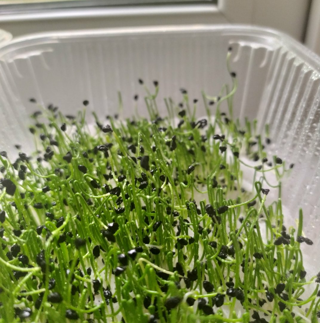 Microgreens (Microgreen) - My, Microgreens, Salad, Vegetable garden on the windowsill, Longpost