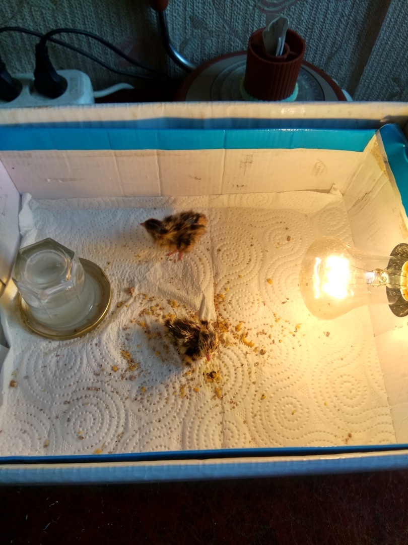 Store chicks. My experience. - My, Quail, Incubator, Personal experience, Longpost, Interesting, Suddenly