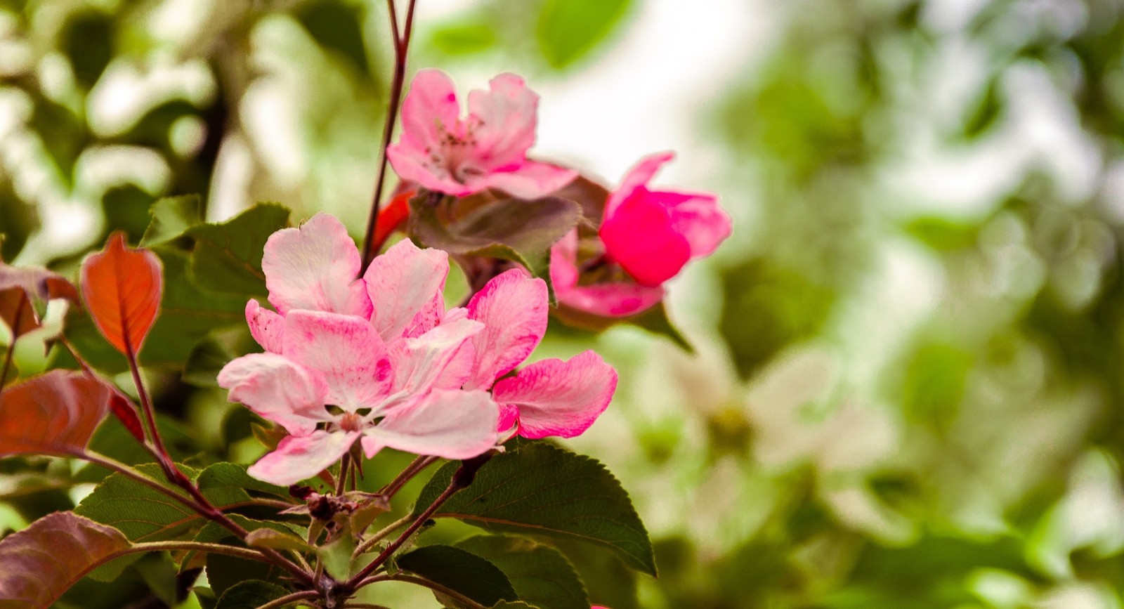 Spring - My, Spring, Landscape, Nature, Apple tree, Bloom, Longpost