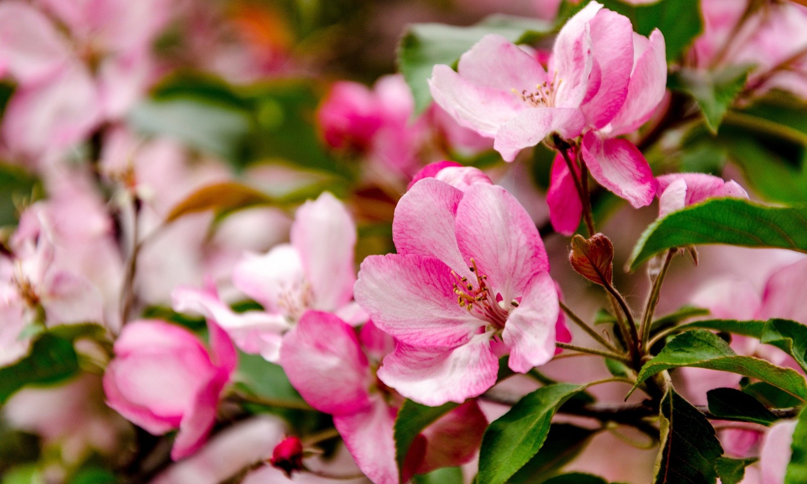 Spring - My, Spring, Landscape, Nature, Apple tree, Bloom, Longpost