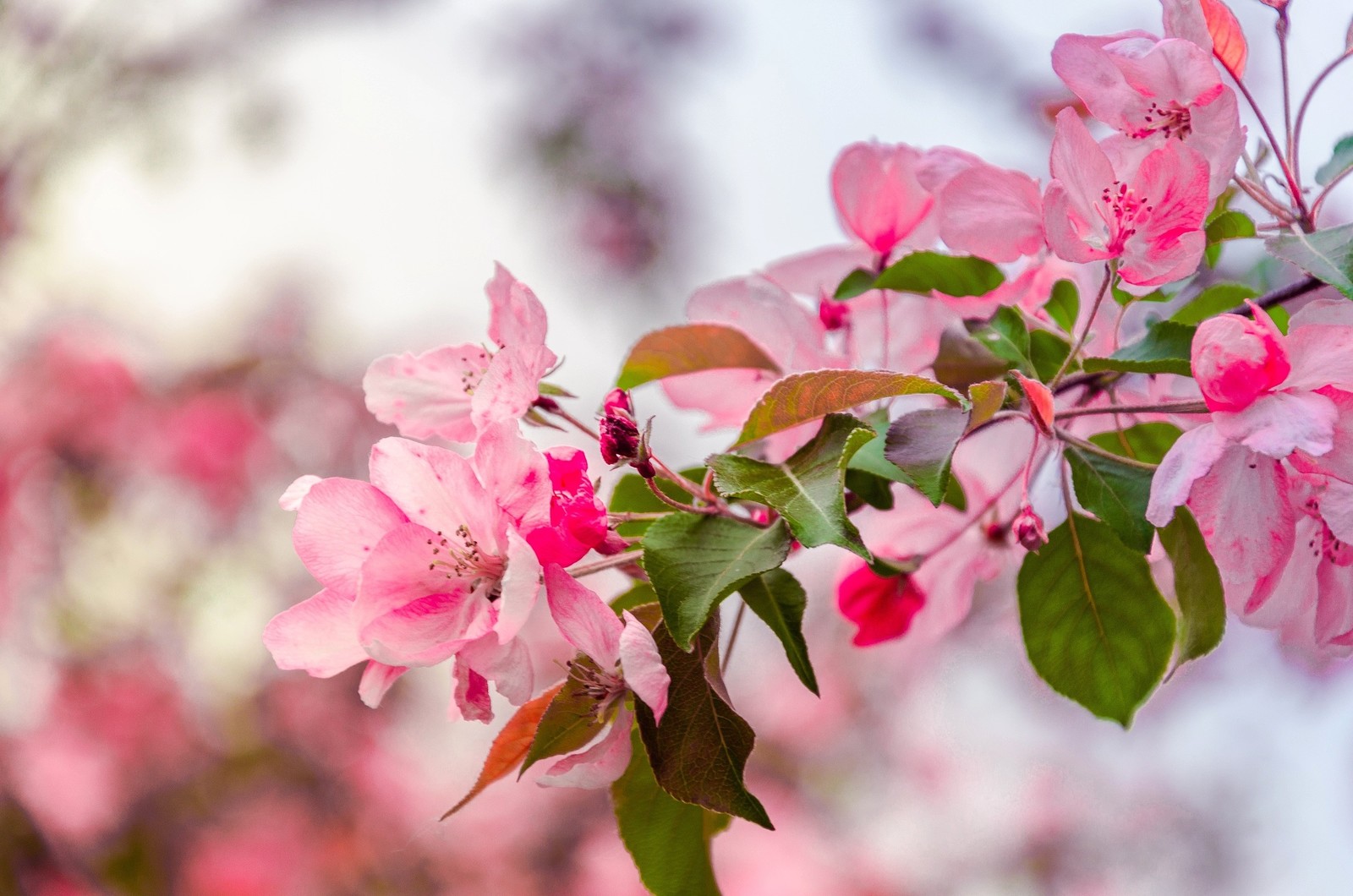 Spring - My, Spring, Landscape, Nature, Apple tree, Bloom, Longpost