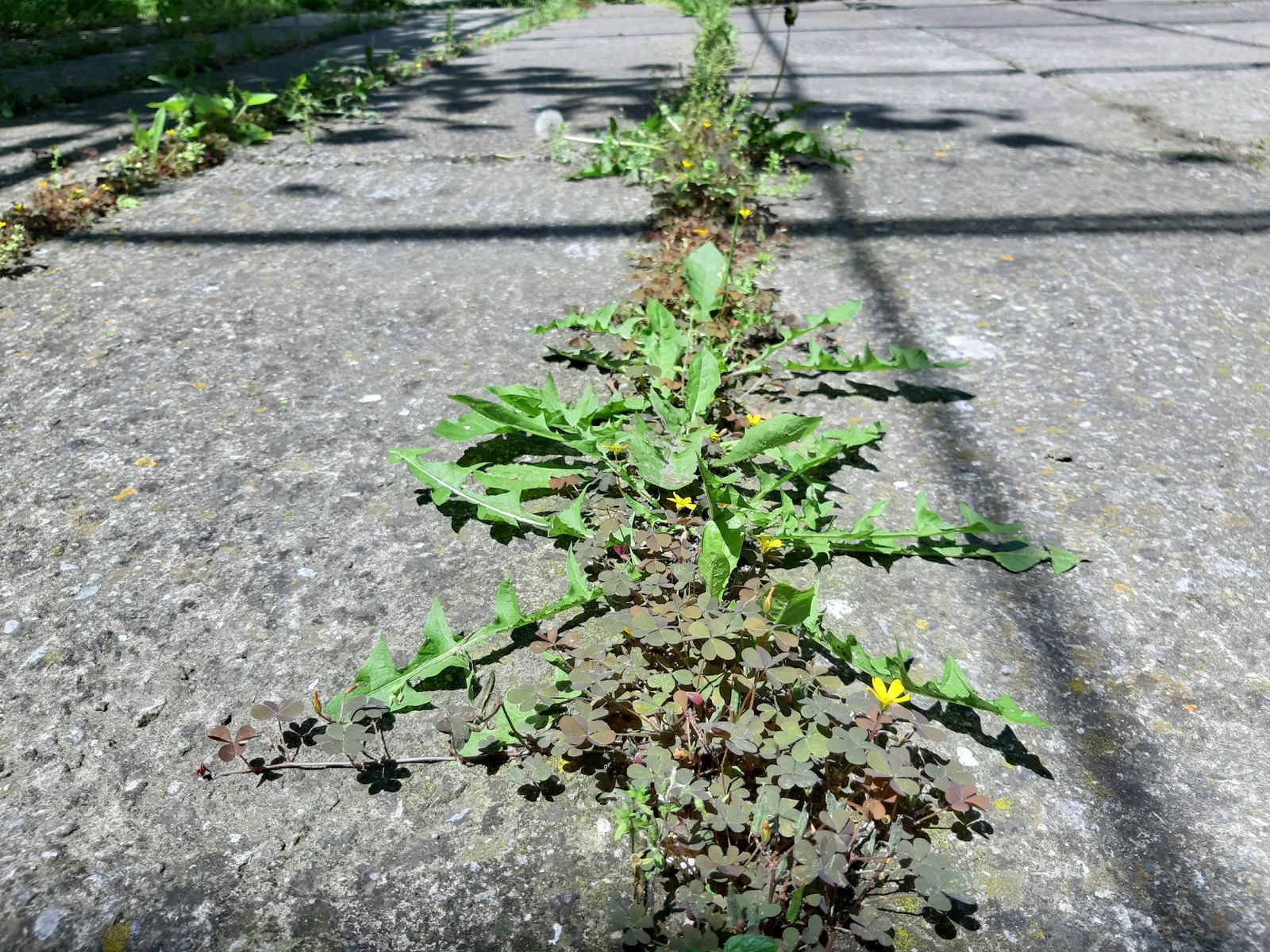 weeding the yard - My, Weeds, Need advice, Garden, Longpost