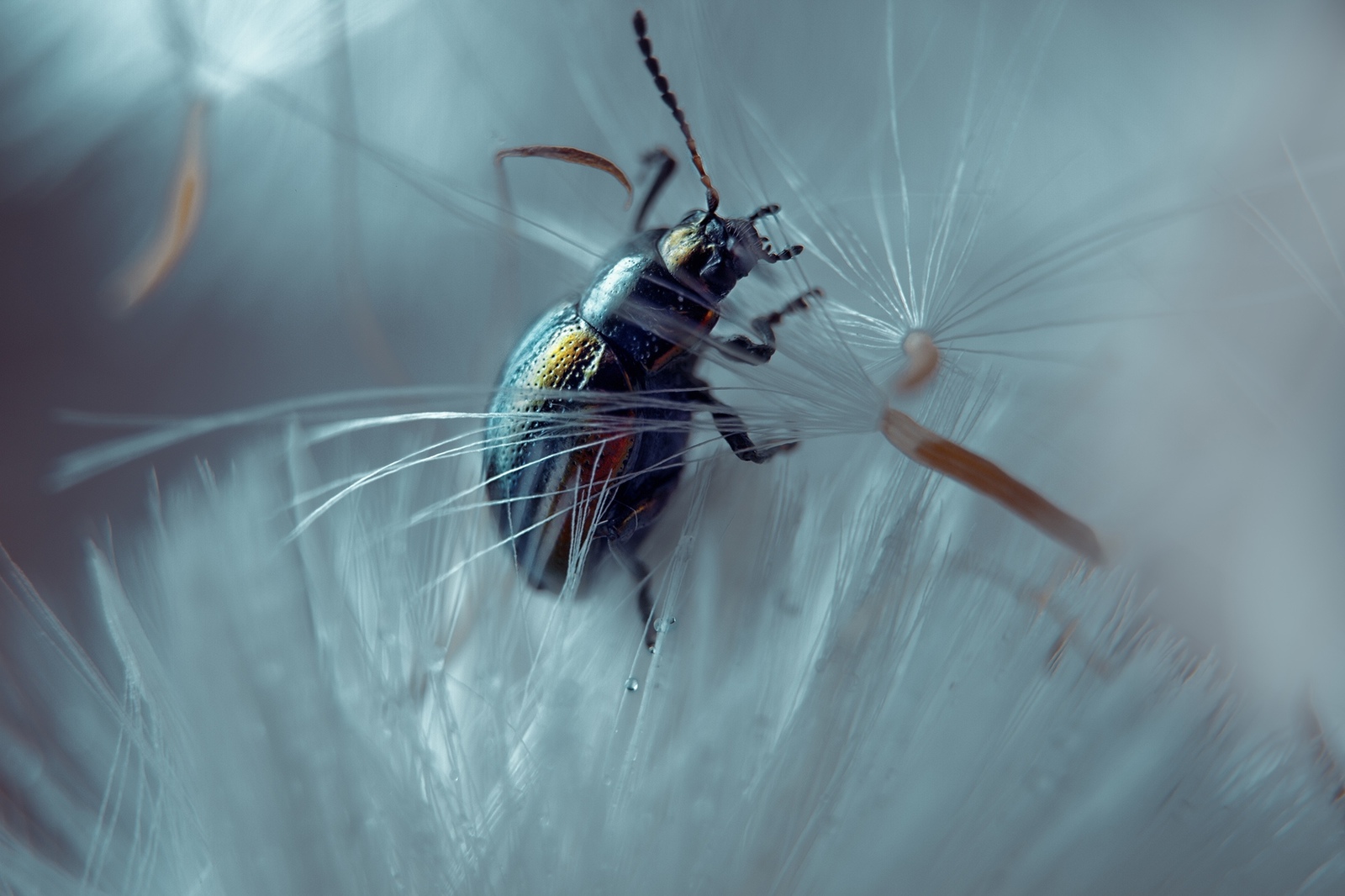 Choosing an umbrella - My, Macro, Жуки, Nature, Canon, Insects, Macro photography