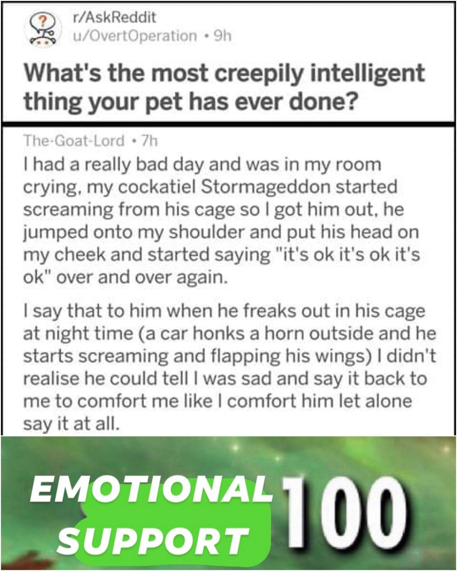 Empathy - Pets, A parrot, Cell, Behavior, Animal behavior, Birds, Reddit