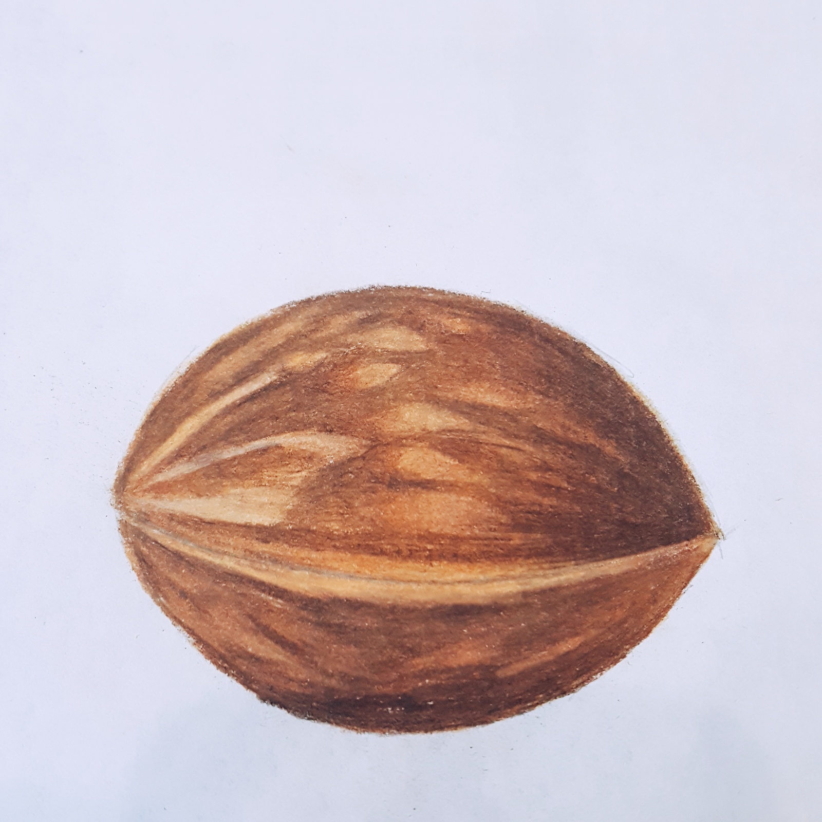 Nut. - My, Drawing, Walnuts