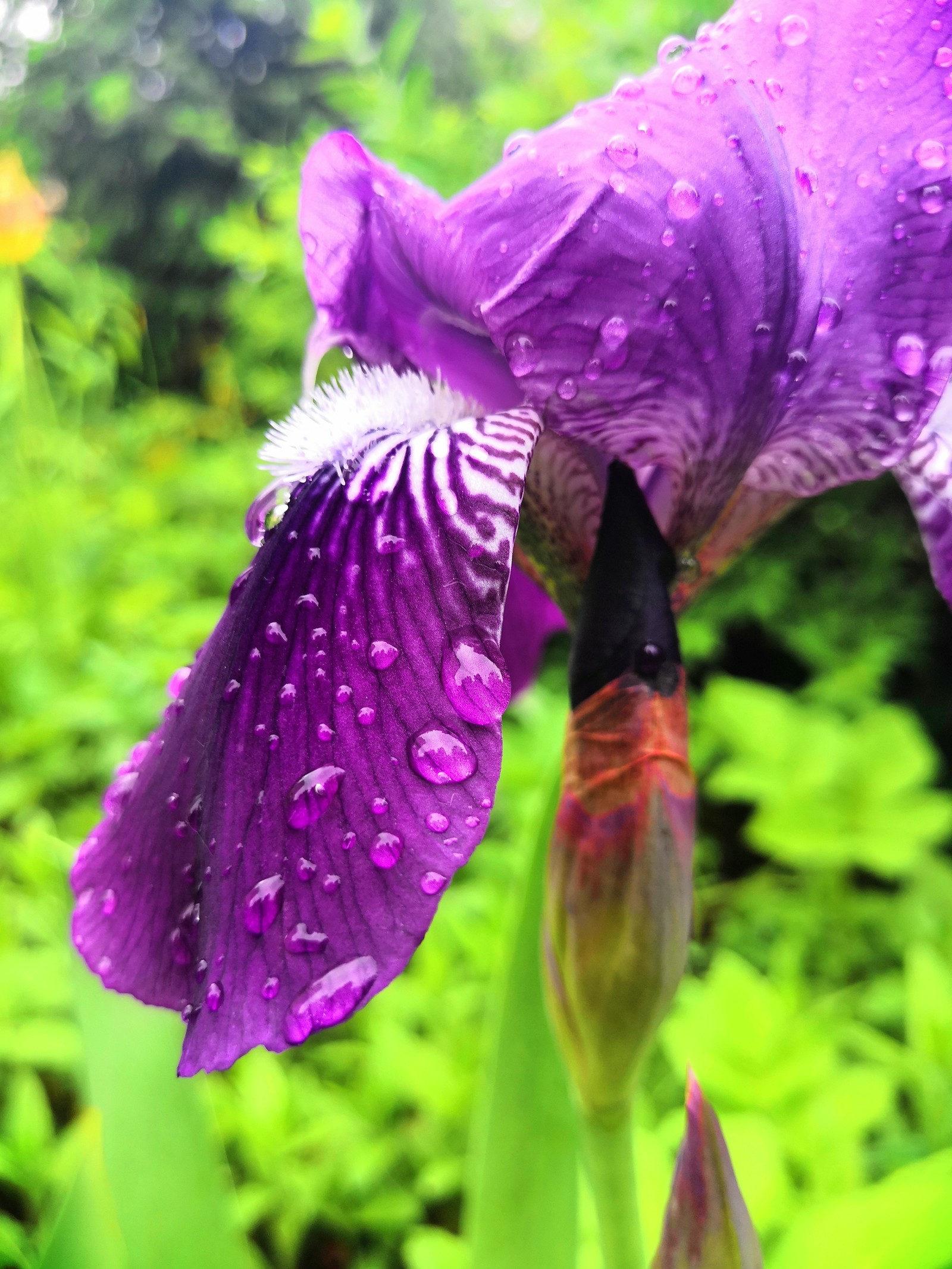 After the rain - My, The photo, Spring, Flowers, Honor 10, Irises, Lily, Longpost