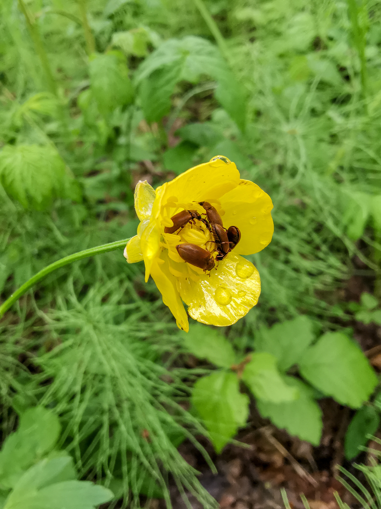 Macro - My, Macro, Flowers, Huawei mate 20, Longpost, Mobile photography, The photo, Macro photography