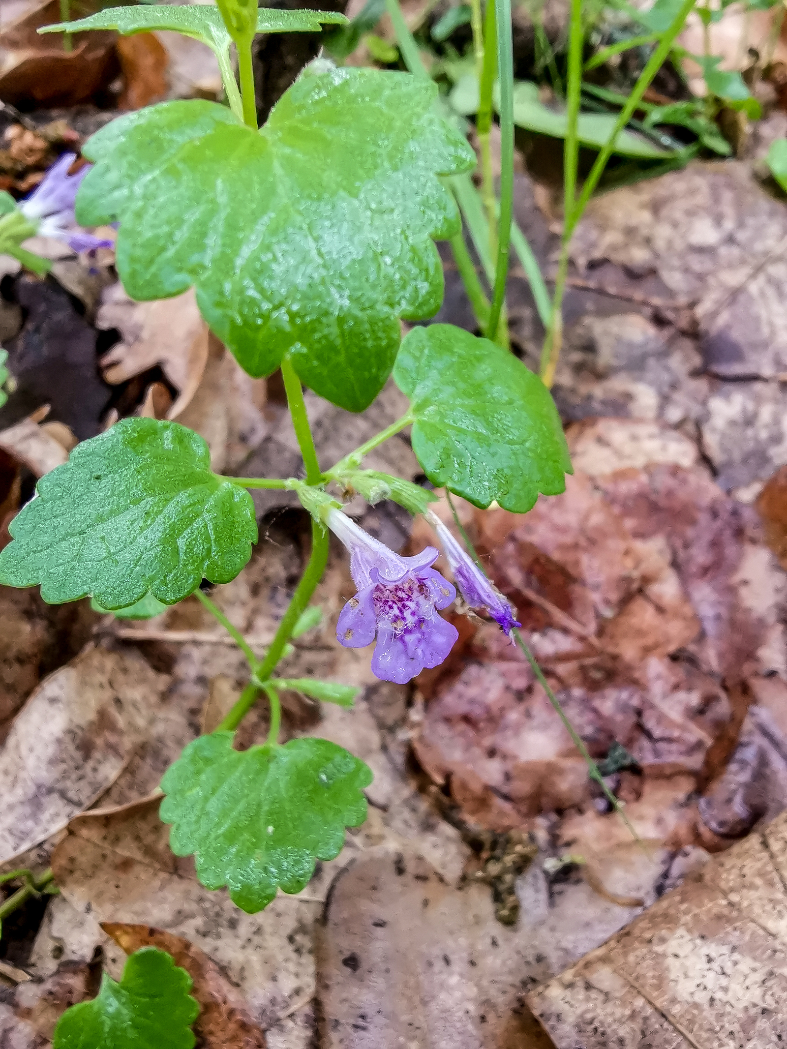 Macro - My, Macro, Flowers, Huawei mate 20, Longpost, Mobile photography, The photo, Macro photography