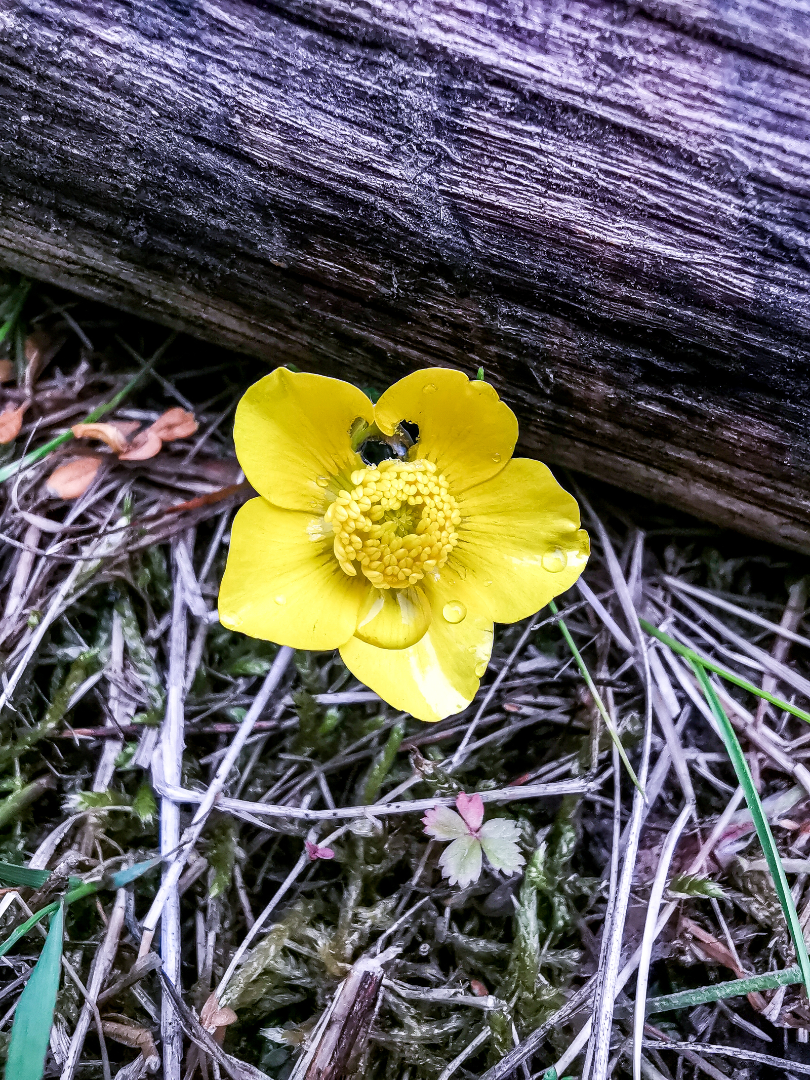 Macro - My, Macro, Flowers, Huawei mate 20, Longpost, Mobile photography, The photo, Macro photography