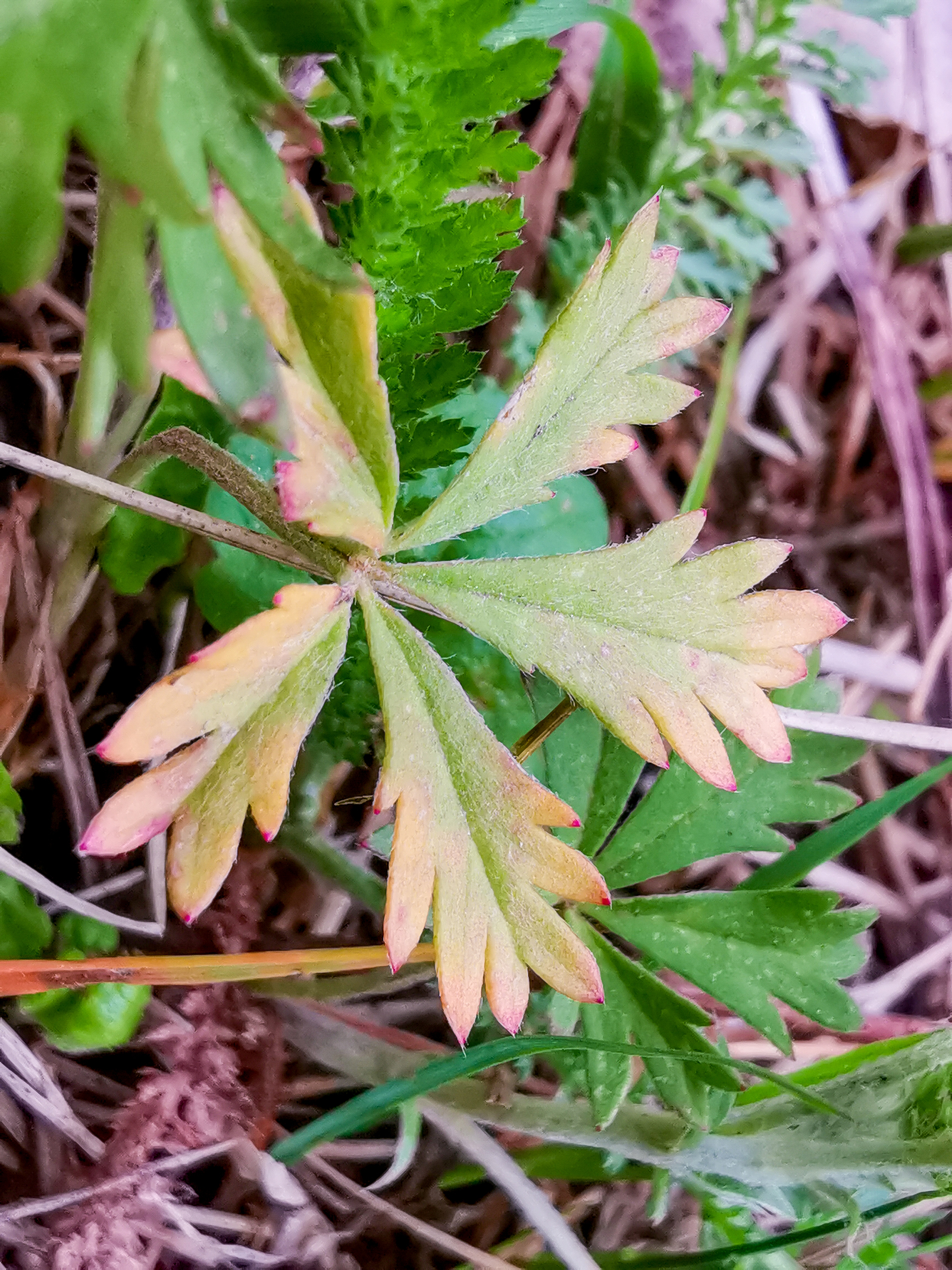 Macro - My, Macro, Flowers, Huawei mate 20, Longpost, Mobile photography, The photo, Macro photography