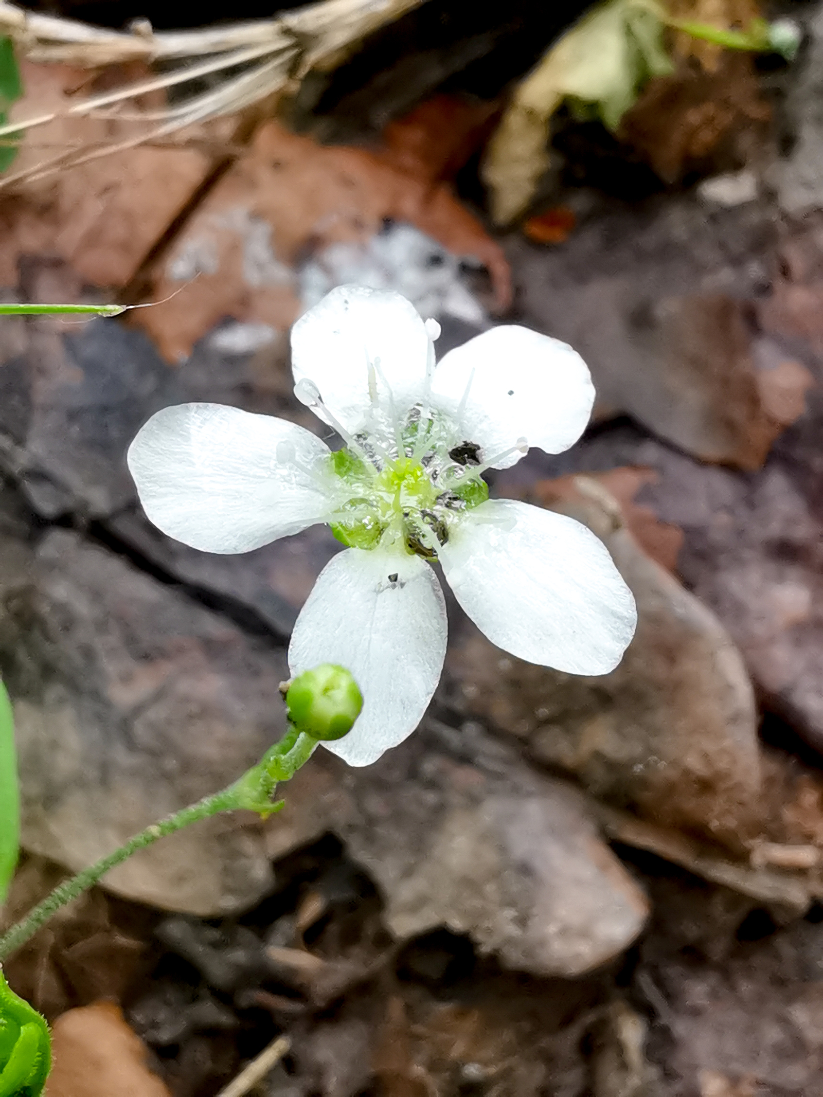 Macro - My, Macro, Flowers, Huawei mate 20, Longpost, Mobile photography, The photo, Macro photography