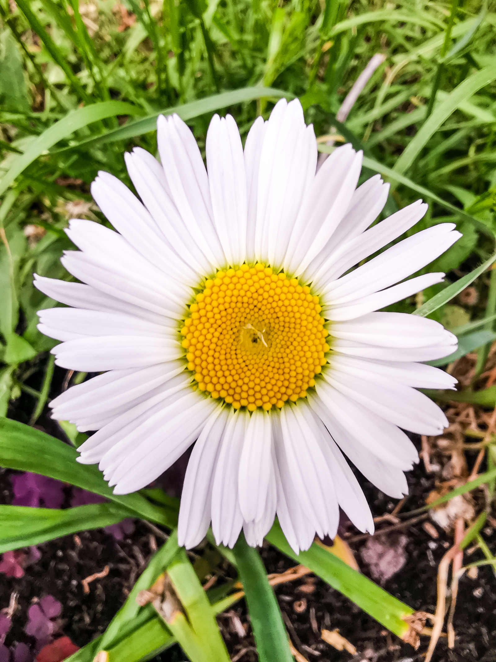 Macro - My, Macro, Flowers, Huawei mate 20, Longpost, Mobile photography, The photo, Macro photography