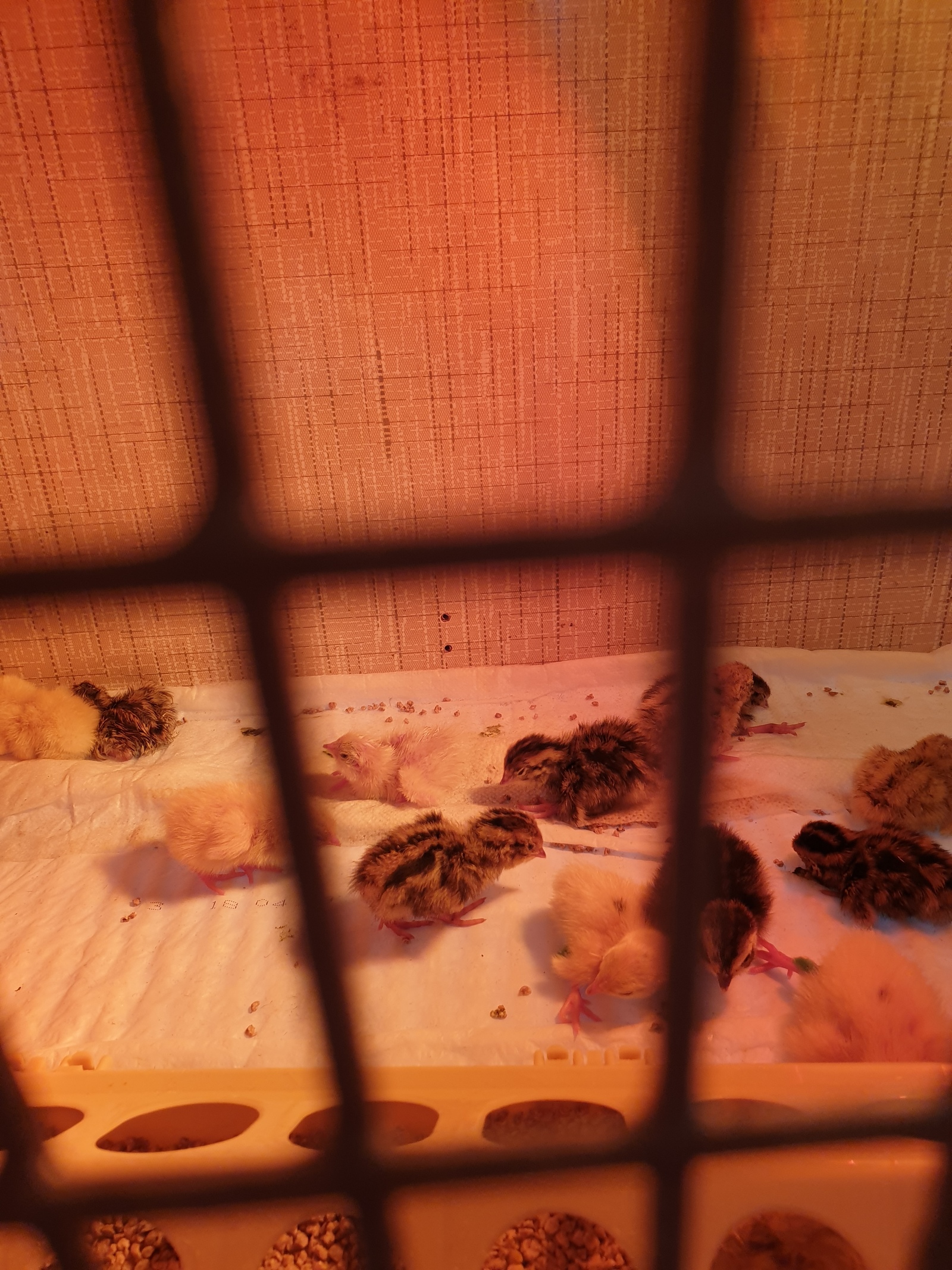 Quail. - My, quail, Quail Incubator, Longpost, Incubator