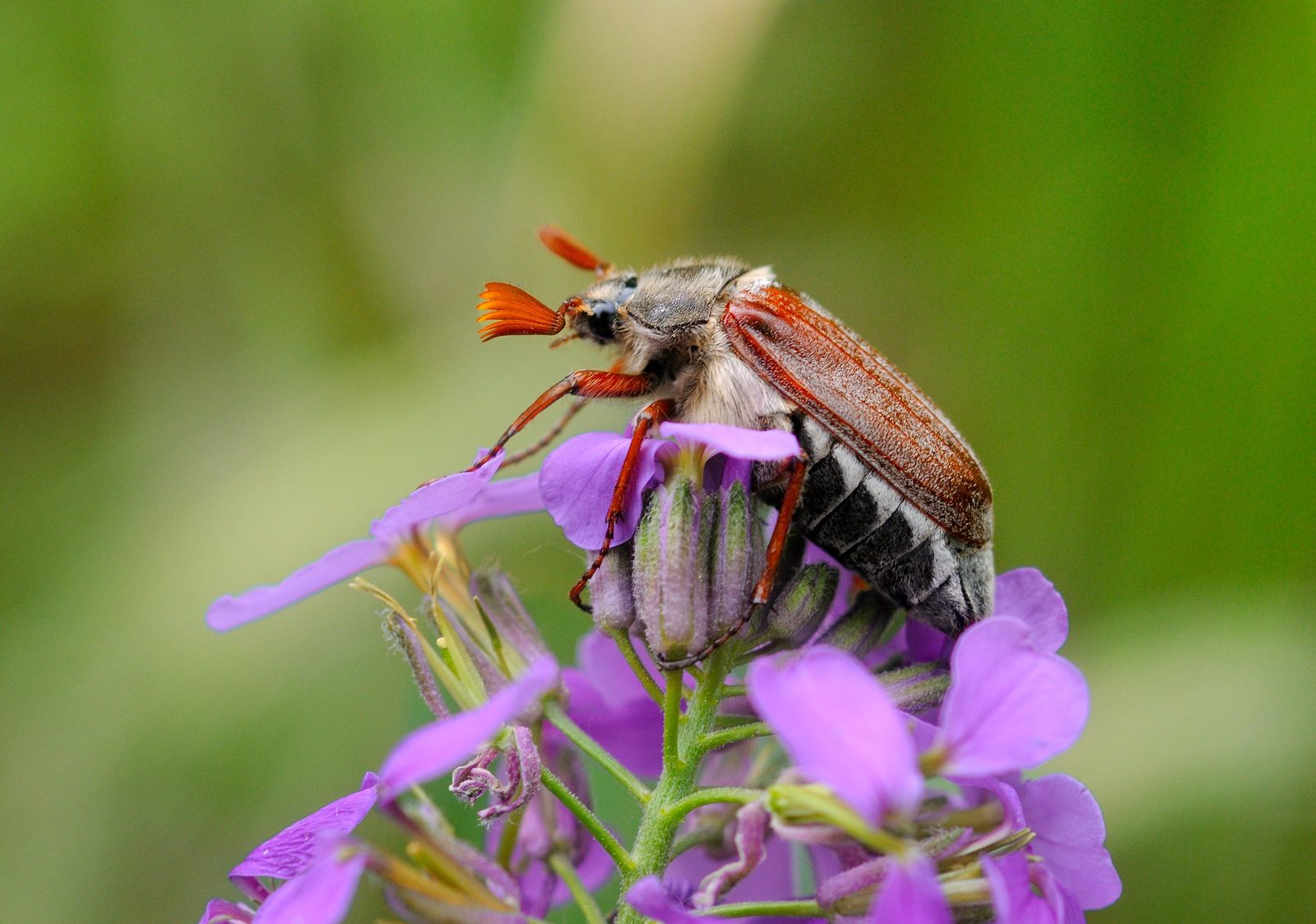 Жук июньский хрущ. Майский жук хрущ. 18 мая день майского жука. Майский жук только в мае. Майский жук только в мае.