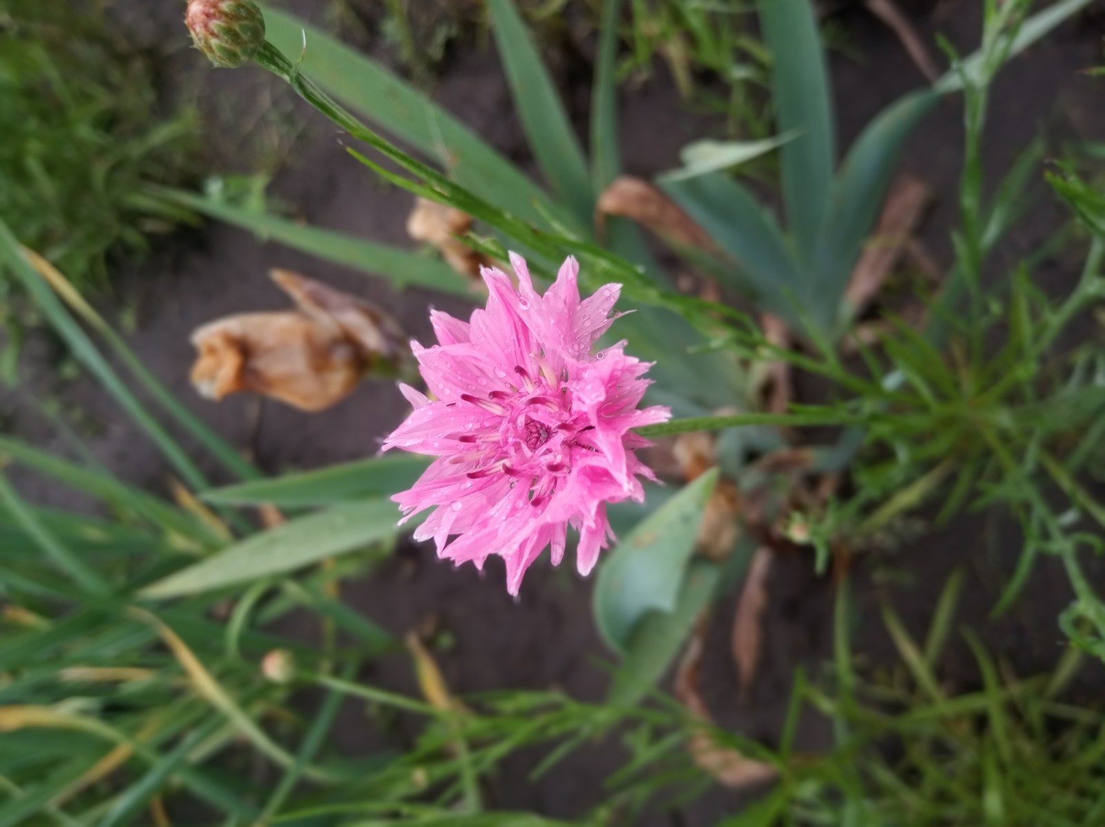 In the garden - My, Flowers, Garden, Longpost