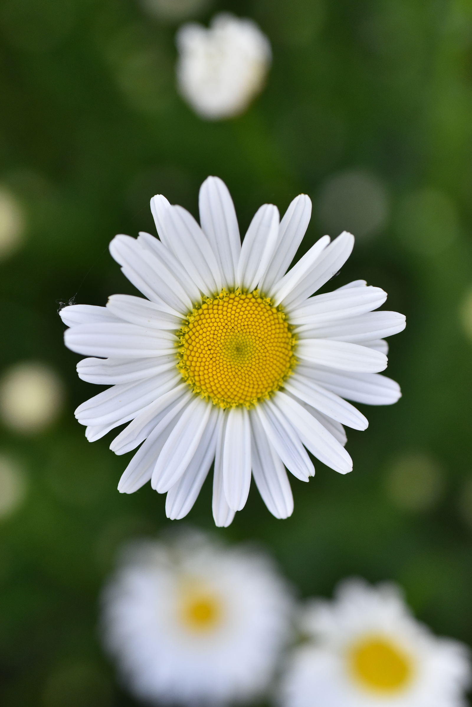 UNS #1 | Пикабу