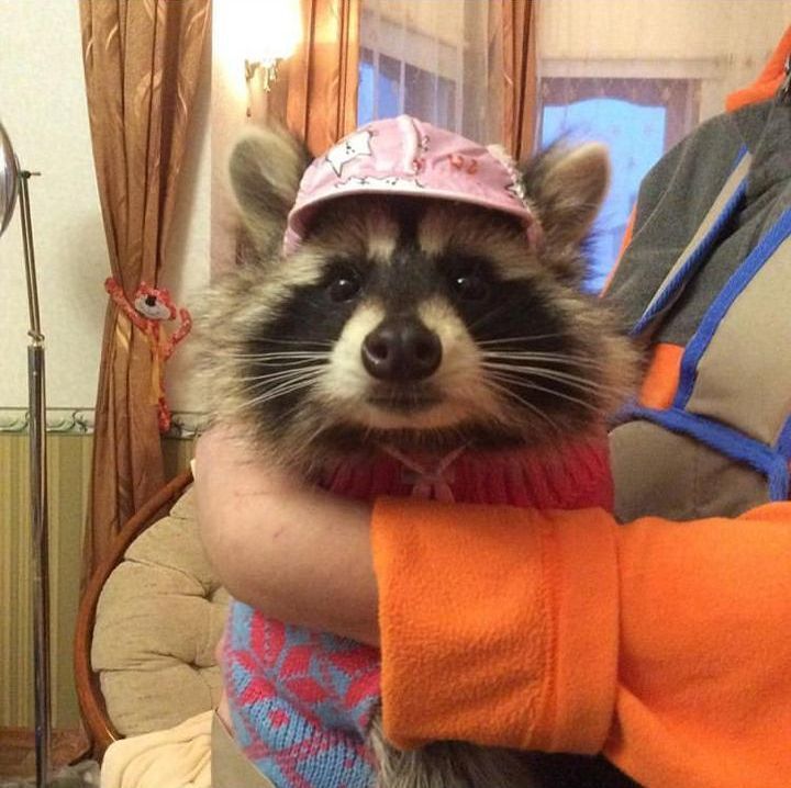 cute in a hat - Animals, Raccoon, Milota, Cloth