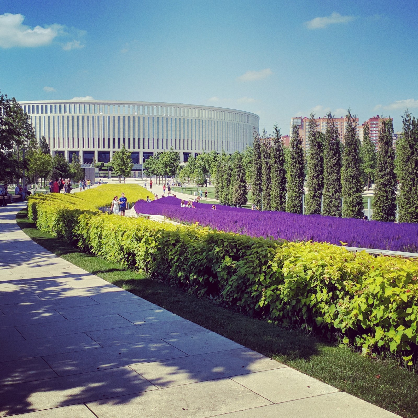 Once a year the sage blossoms... - My, Krasnodar, Sage, The park, Sergey Galitsky, Longpost