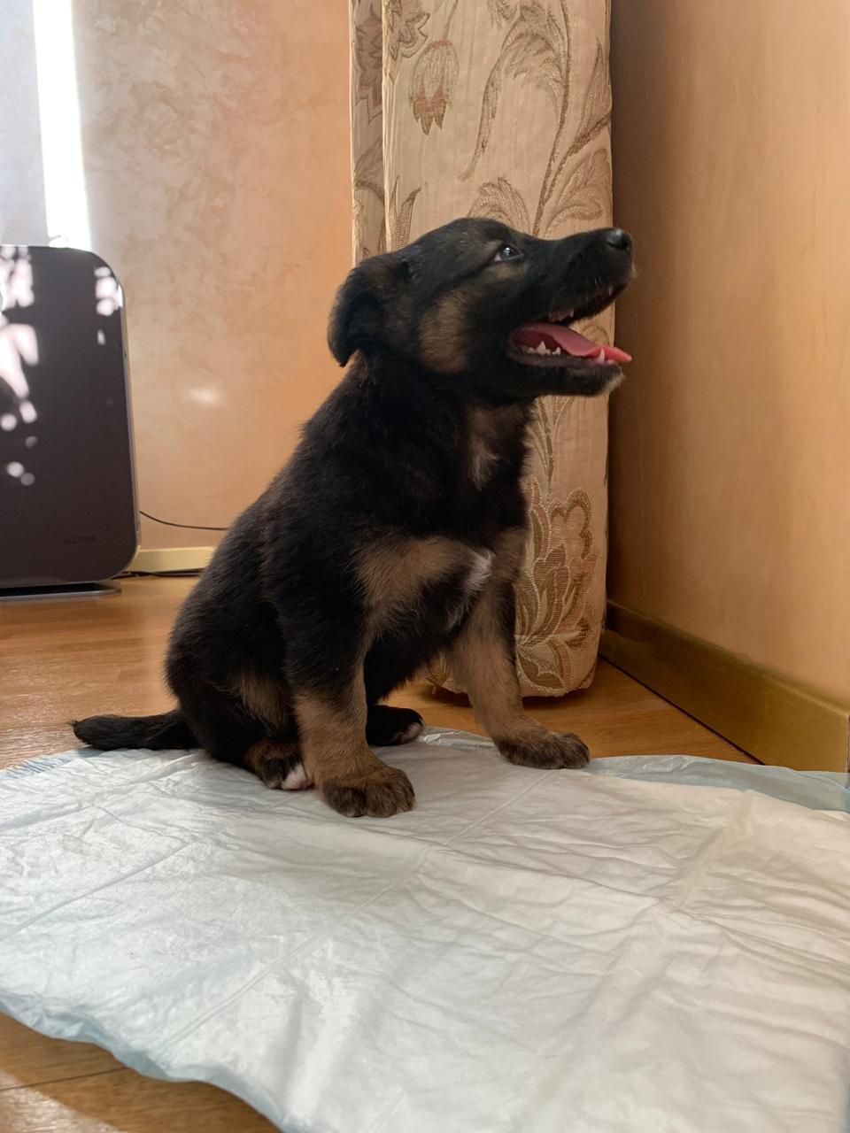 adopt a puppy - My, No rating, Longpost, Puppies, Dog, Moscow, In good hands