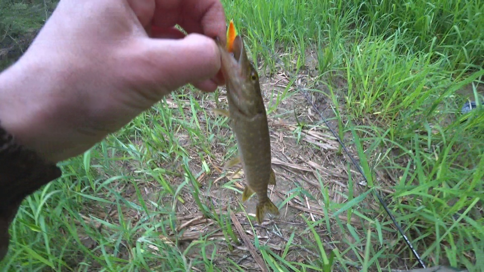 Fishing on the Black River. - My, Fishing, Pike, , Video, Longpost