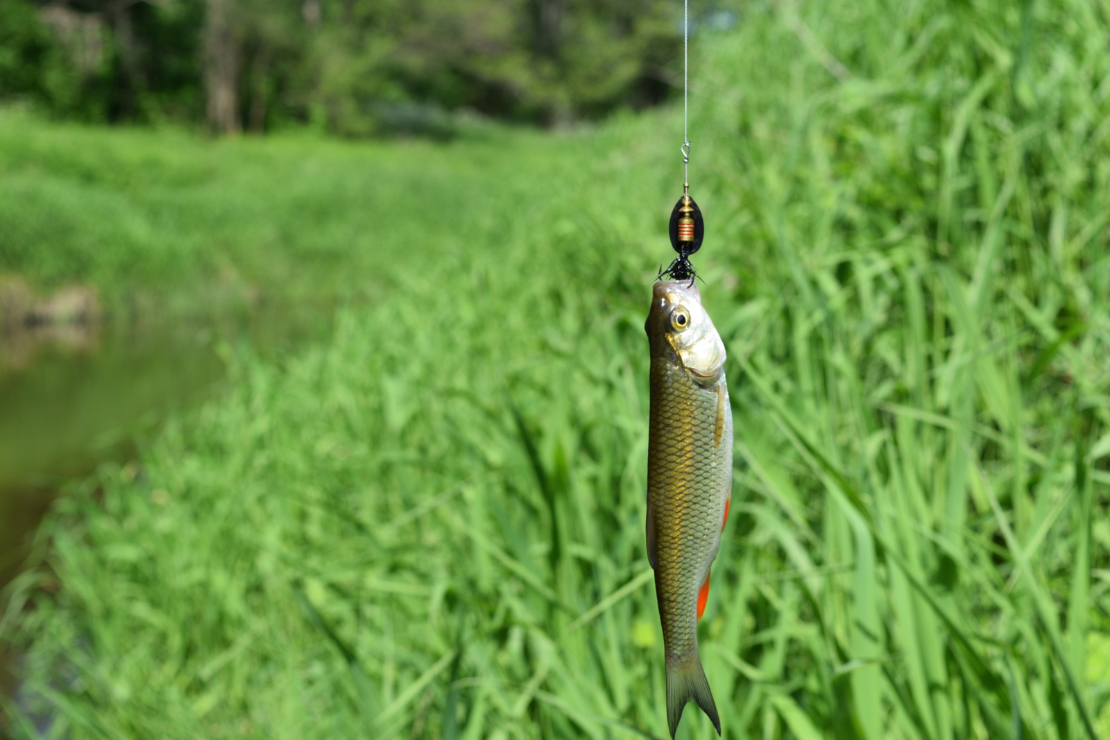 And why are there so many fish in this microriver? - My, Fishing, Chub, River, Kaliningrad, Video, The photo, Longpost