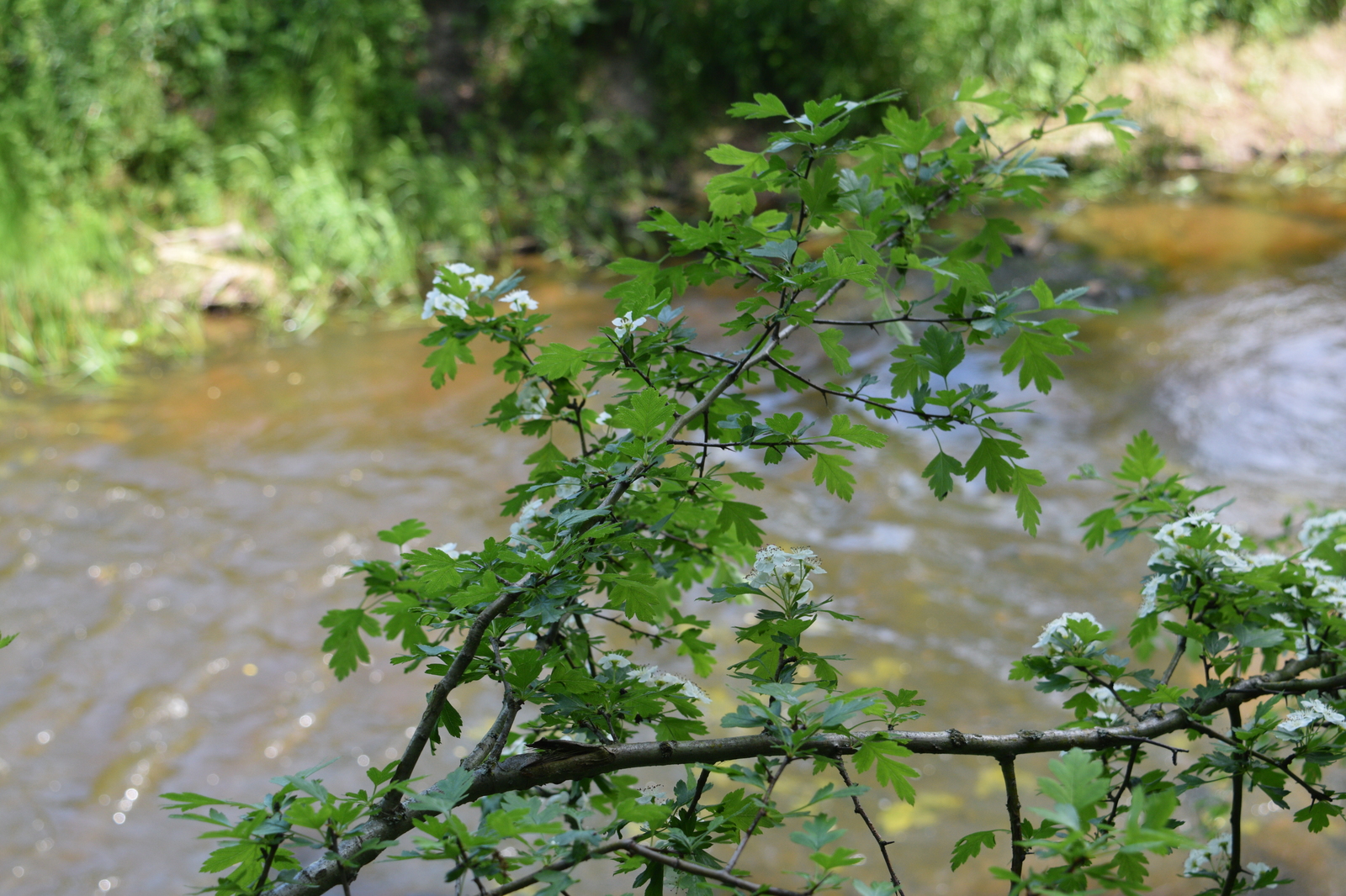 And why are there so many fish in this microriver? - My, Fishing, Chub, River, Kaliningrad, Video, The photo, Longpost