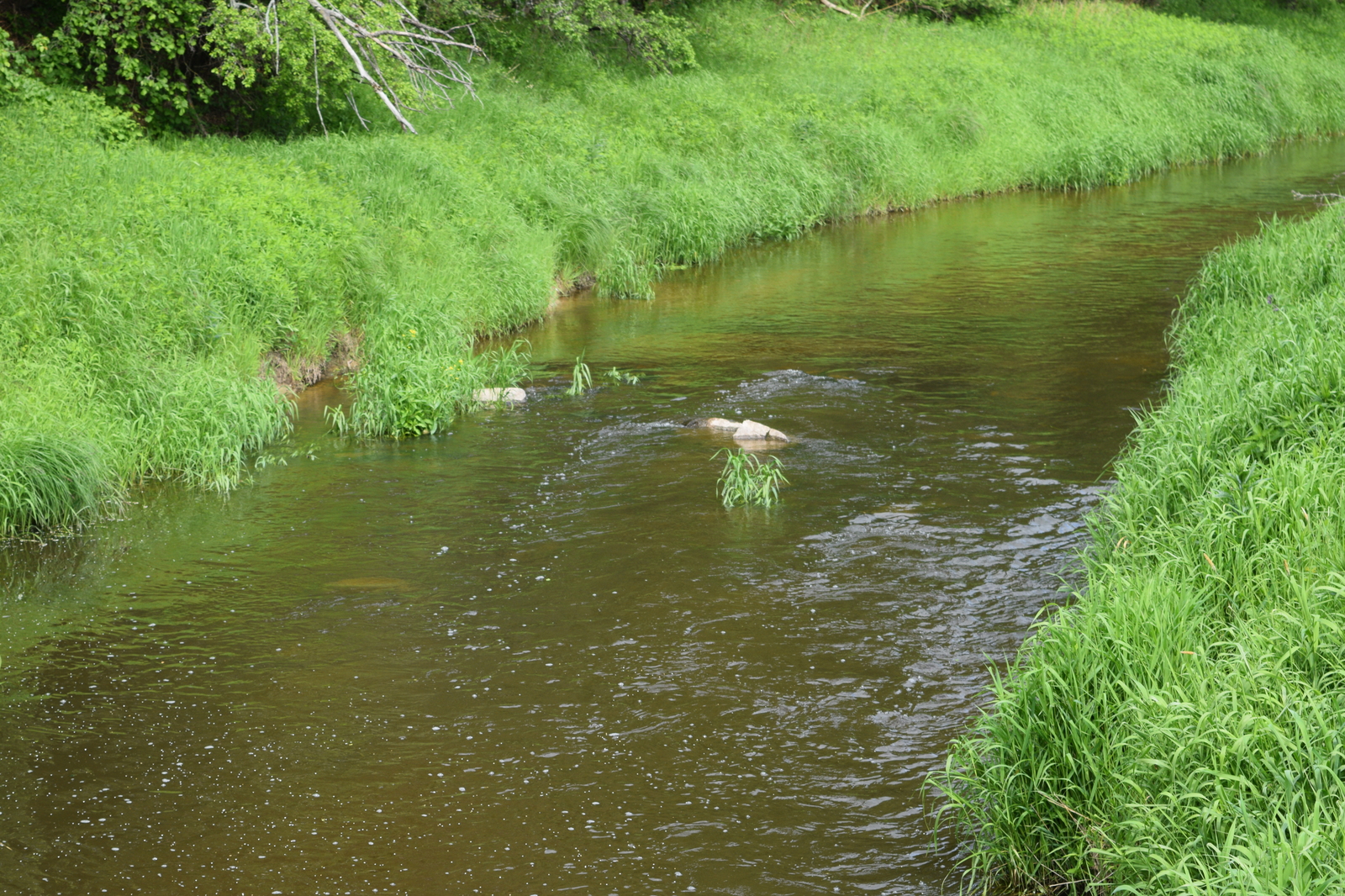 And why are there so many fish in this microriver? - My, Fishing, Chub, River, Kaliningrad, Video, The photo, Longpost