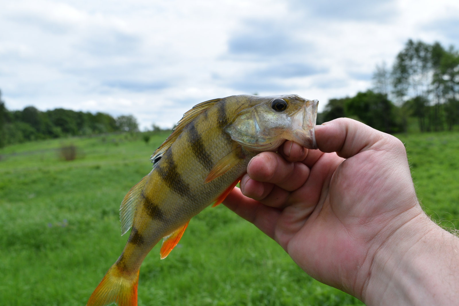 And why are there so many fish in this microriver? - My, Fishing, Chub, River, Kaliningrad, Video, The photo, Longpost