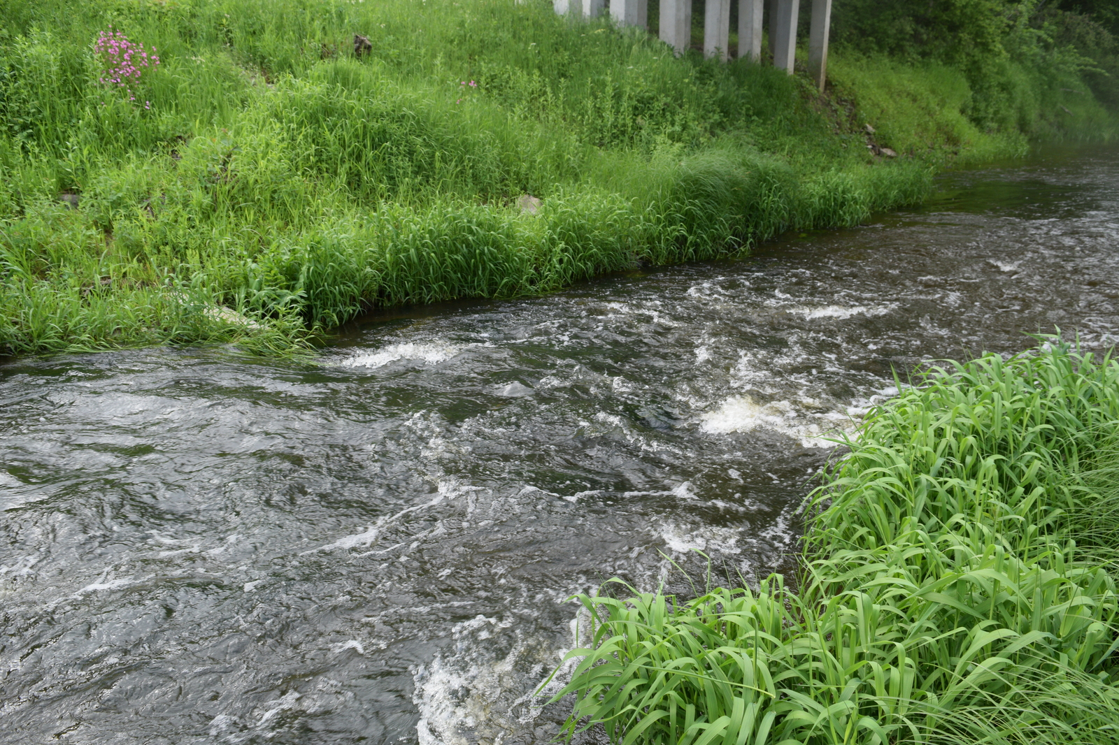 And why are there so many fish in this microriver? - My, Fishing, Chub, River, Kaliningrad, Video, The photo, Longpost