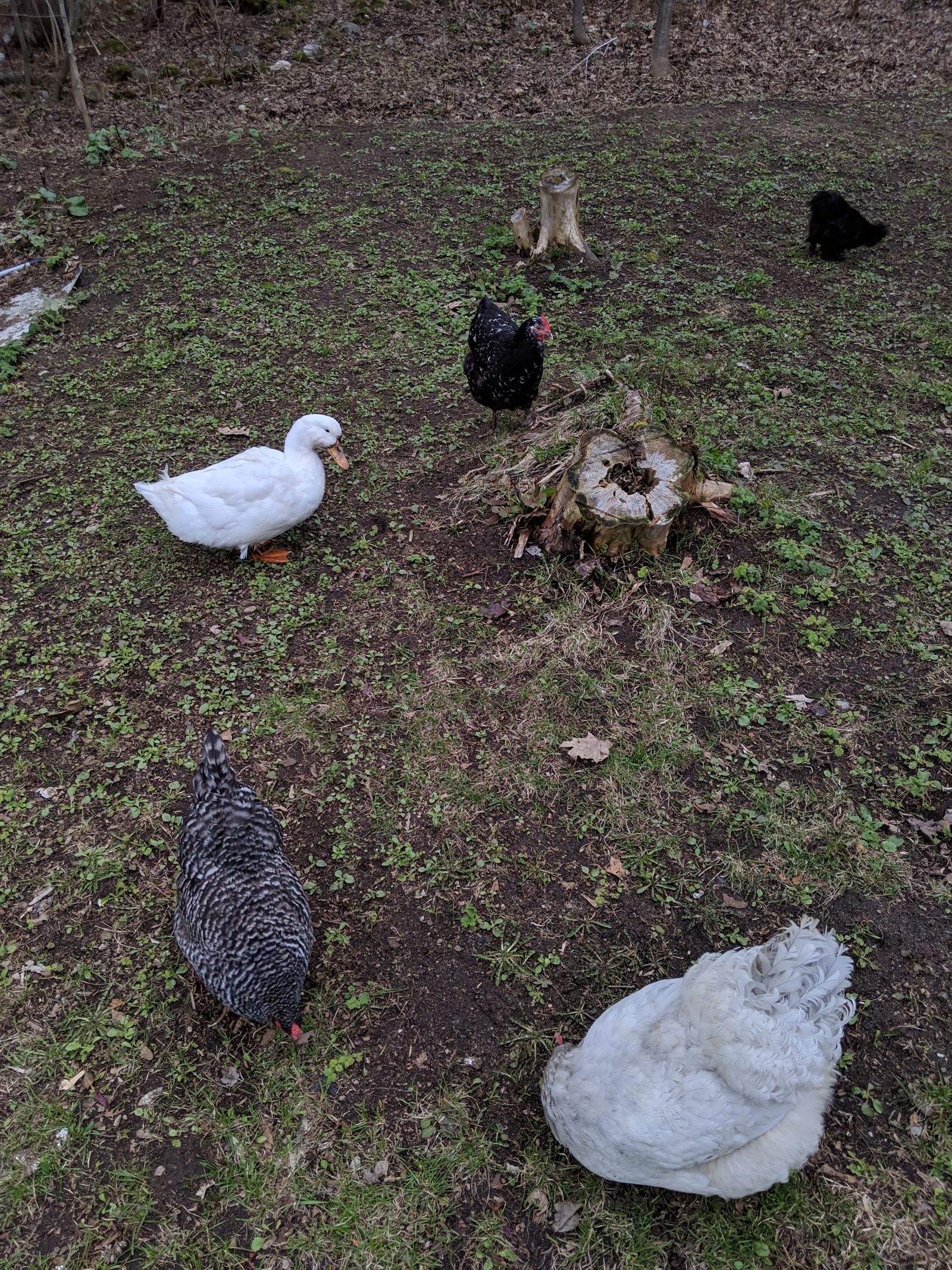 A small Kuro post! - My, Hen, Birds, Longpost