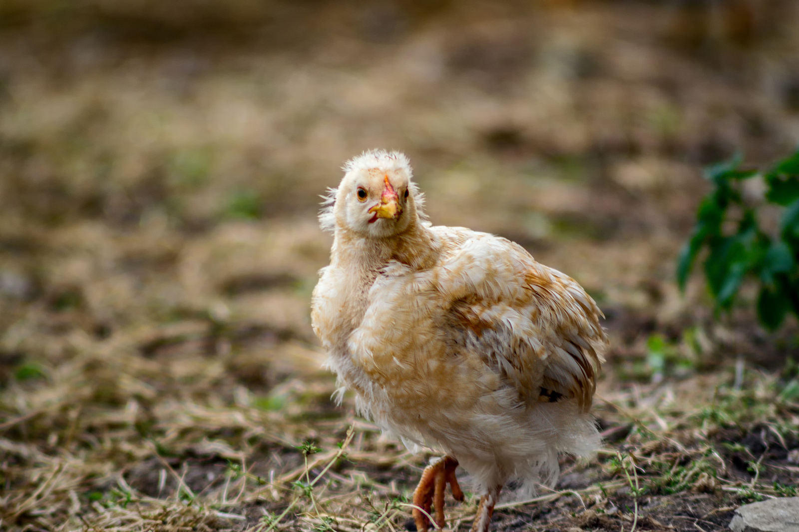 Soligor 90-230 f 4.5 . A selection of photos. - My, Nikon d3100, cat, Chickens, Hen, , Amateur photographer, Longpost, Dog