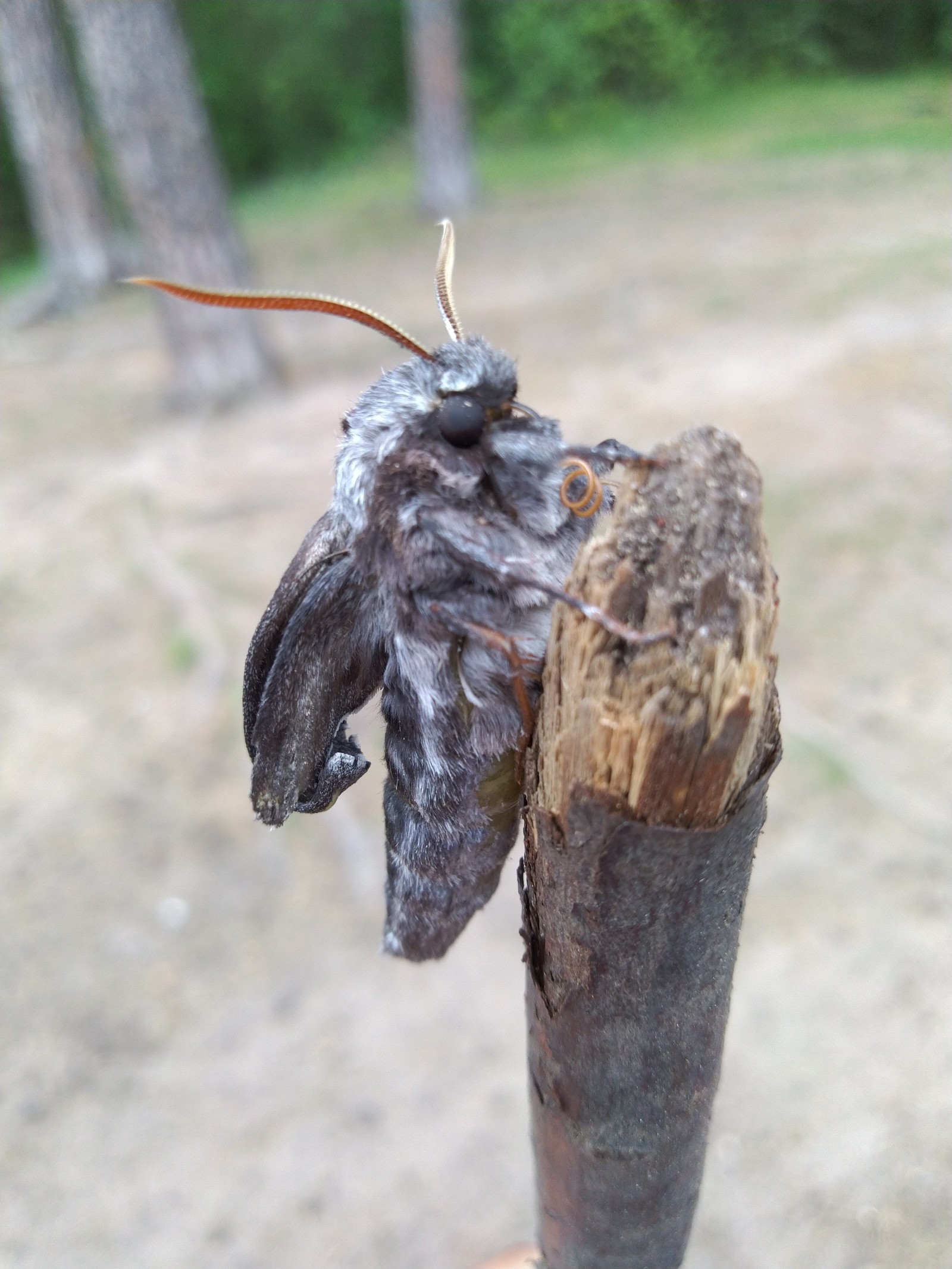 Help me find out who this is? - My, Animals, Insects, Biology, Walk, Interesting, Entomology, Longpost