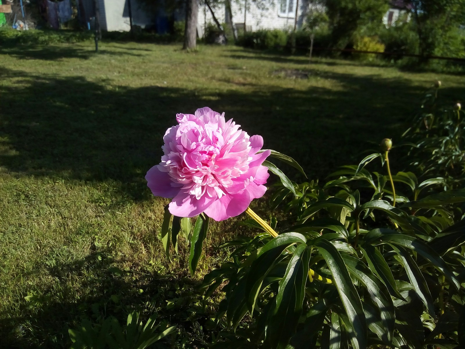 On the eve of summer. - My, Flowers, Dacha, Longpost